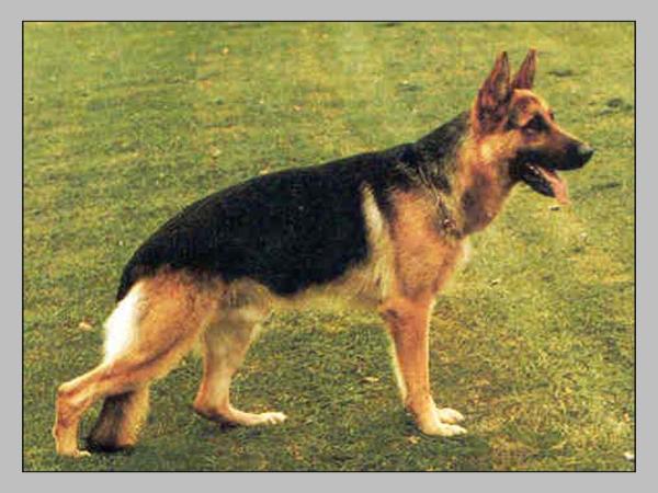 Kanto von Arminius | German Shepherd Dog 