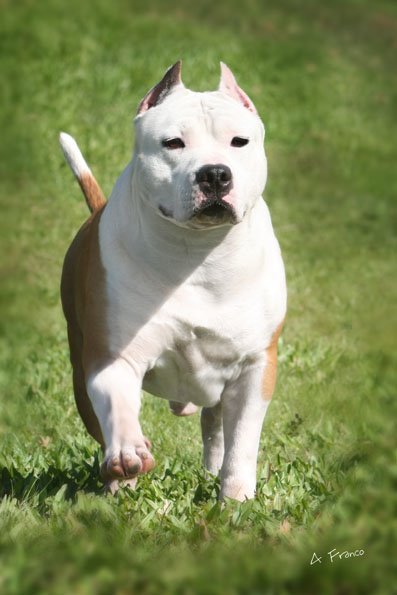 Buda Do American Pride | American Staffordshire Terrier 