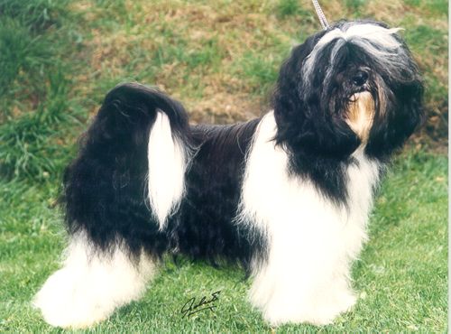 SILVERIDGE KISPIOX KANJURS | Tibetan Terrier 