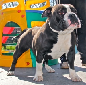 Bullforce Dicke | Olde English Bulldogge 