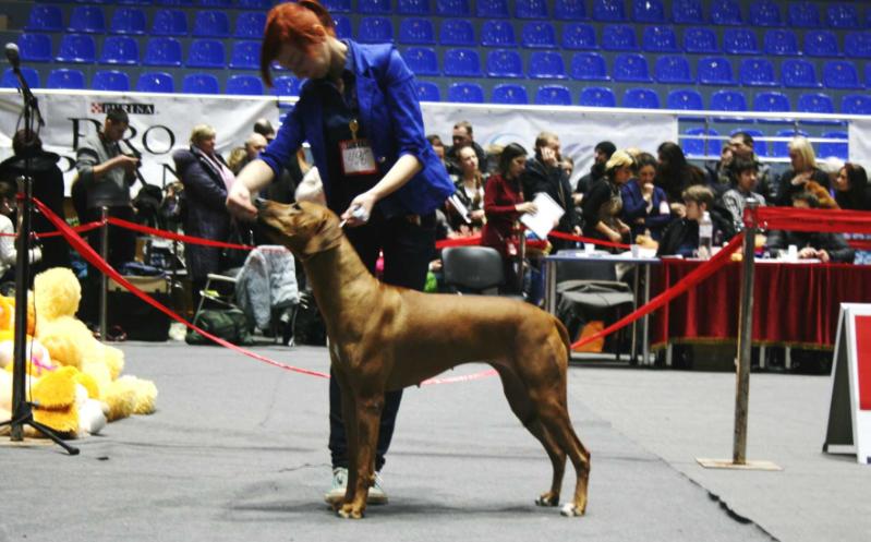 RED HOT LINE NEWBERRY | Rhodesian Ridgeback 