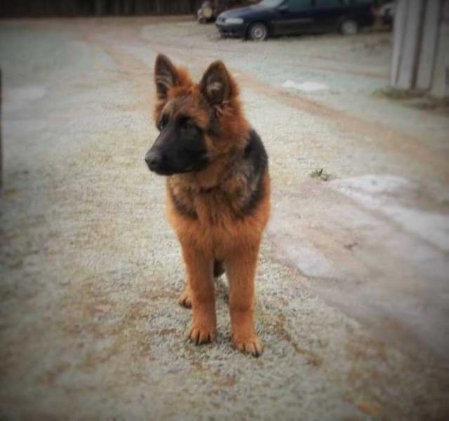 Barsa vom Platinum Zweig | German Shepherd Dog 