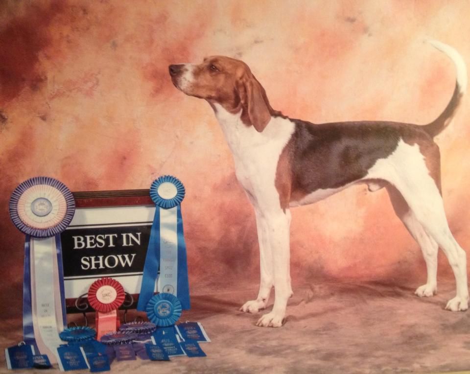 'PR' Tree Blazin C Rock City | Treeing Walker Coonhound 