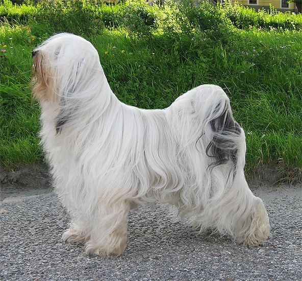 SCHANTI'S KHAN-PO KUKUR BABA LAMLEH | Tibetan Terrier 