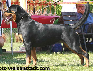 Reggi Amber Rottis | Rottweiler 