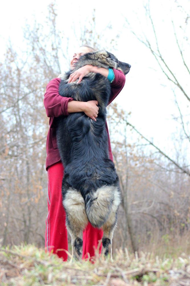 Koritsa Tor Heart | Caucasian Mountain Dog 