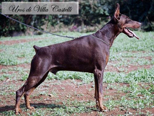 Uros di Villa Castelli | Brown Doberman Pinscher