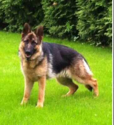 A'Gabriela von haus Karnelio | German Shepherd Dog 