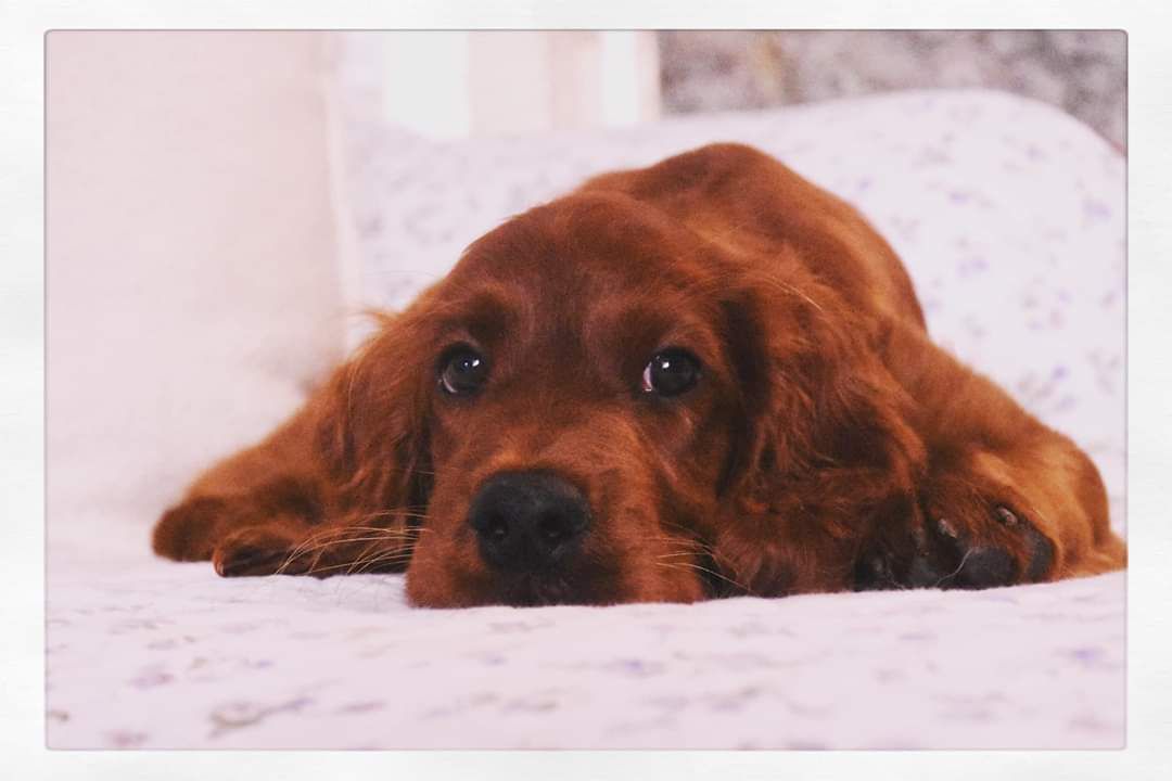 Oakdene Someone Like You | Irish Setter 