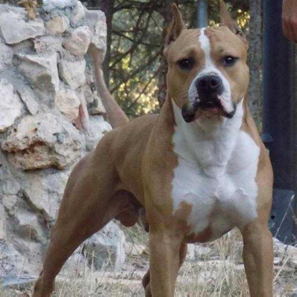 Giancana´s Seabiscuit | American Staffordshire Terrier 