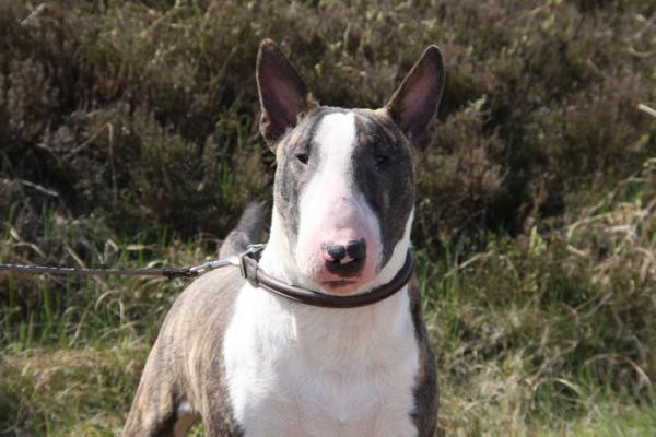 Quinta Do Imperio Spartacus | Bull Terrier 