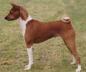 Baagna Justa Honey | Basenji 