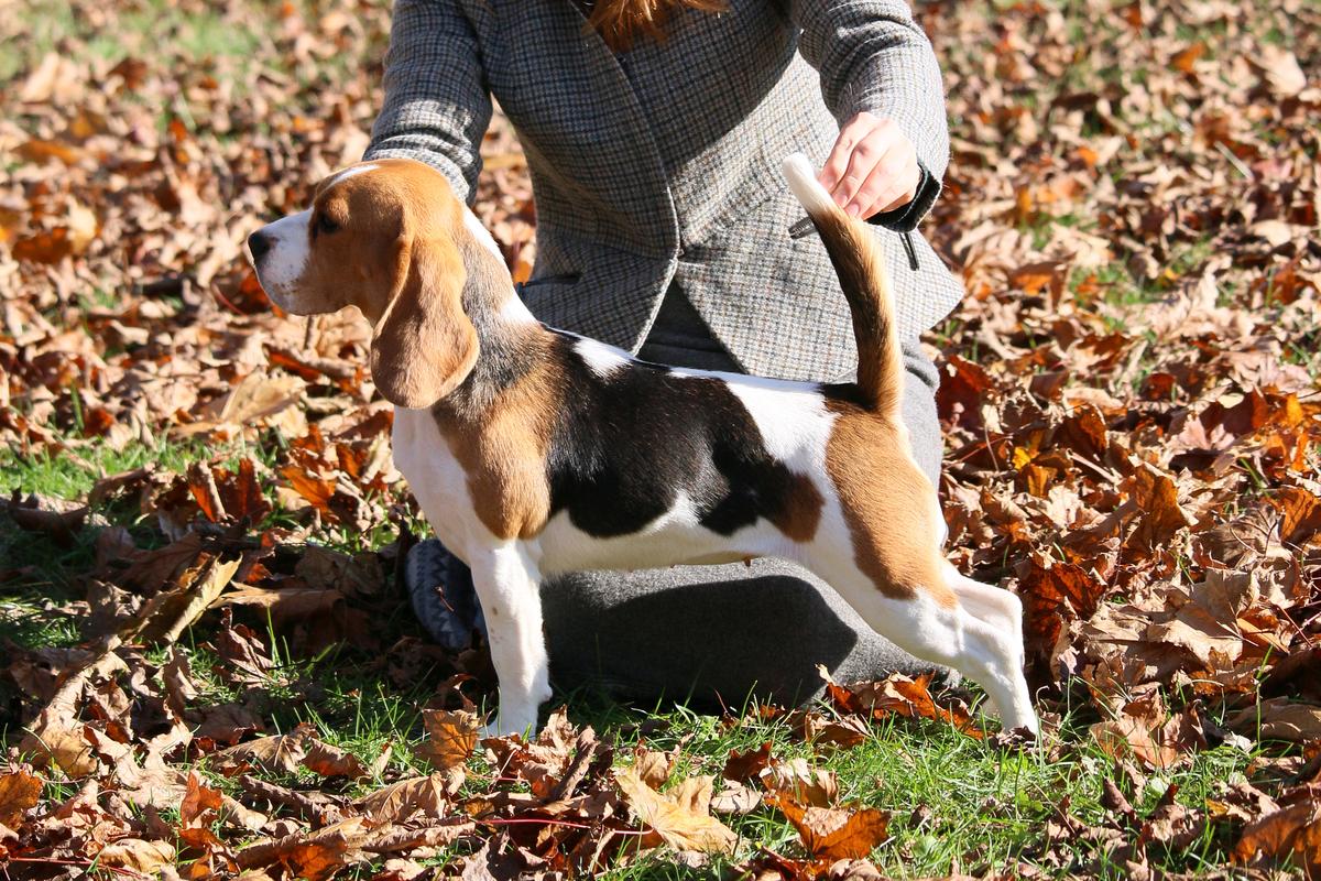 Glade Mill of the Falling Stars | Beagle 