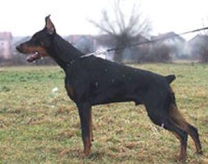 Shogun de Gagnant | Black Doberman Pinscher