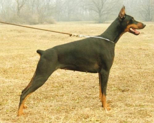 Atina of Arno House | Black Doberman Pinscher