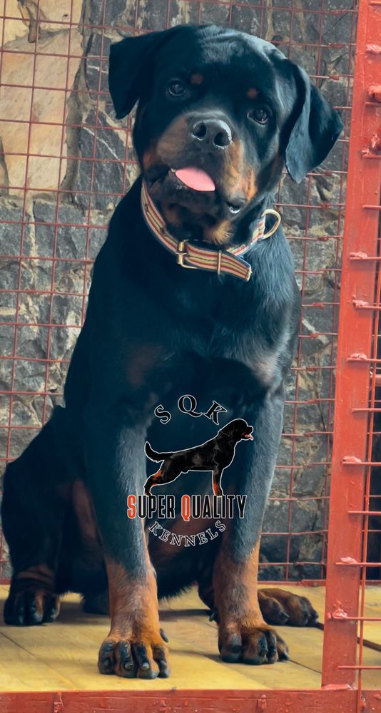 JON SNOW OF SUBLIME ROTTS | Rottweiler 