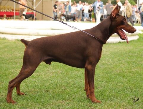 Black Division Cascrifil | Brown Doberman Pinscher