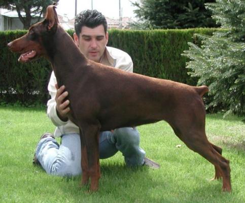 Black Division Charisma | Brown Doberman Pinscher