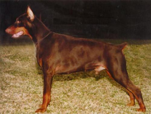 Holmrun's Phabio of Marienburg | Brown Doberman Pinscher