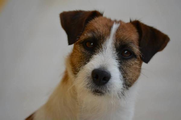 Burly | Jack Russell Terrier 