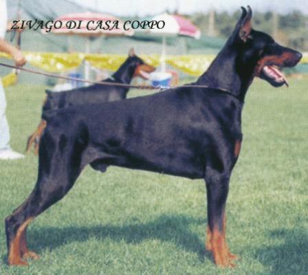 Zivago di Casa Coppo | Black Doberman Pinscher