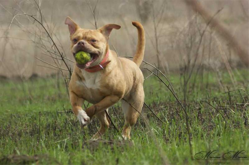 Alaunt-M Niva | American Bulldog 