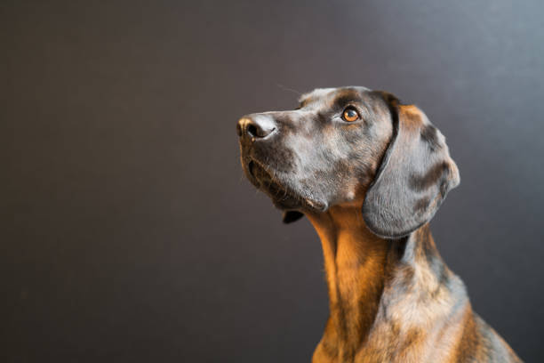 American leopard hound