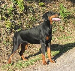 Takoma v. Karpatia | Black Doberman Pinscher