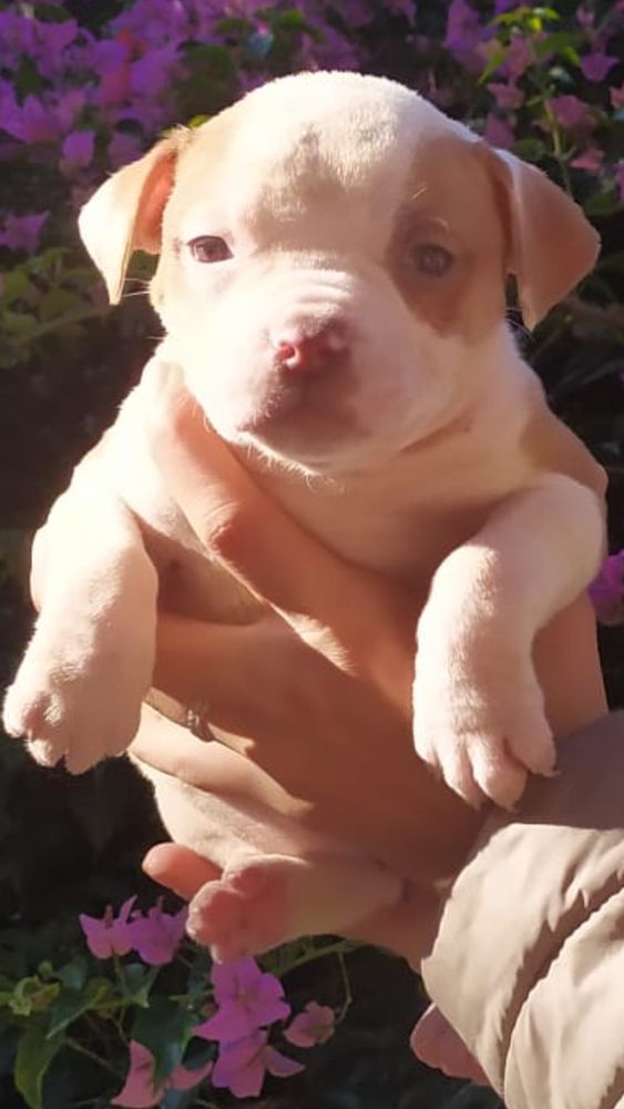 Isolo Margherita Giorgia | American Bulldog 