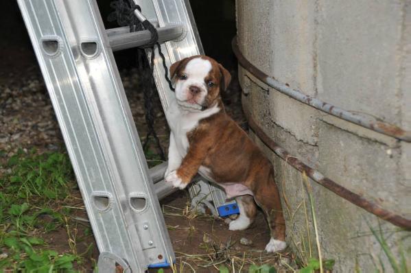 Pelto's Nero | Olde English Bulldogge 