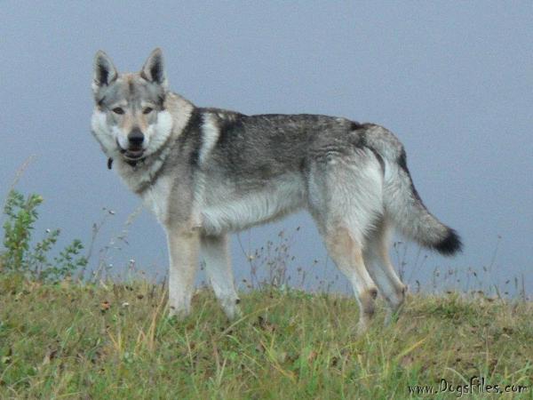 Aron z Aljašky | Czechoslovakian Wolfdog 