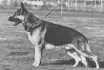 Olden vom Asterplatz | German Shepherd Dog 