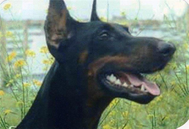 Veronika Uotti | Black Doberman Pinscher