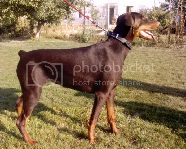 Lord of Bachus Crystal | Brown Doberman Pinscher