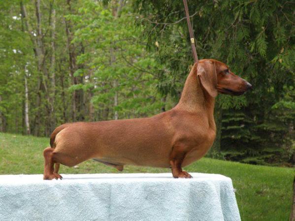 Grandgables Wee Mr Red Thorn | Dachshund 