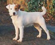 Orion van't Runsel | Parson Russell Terrier 