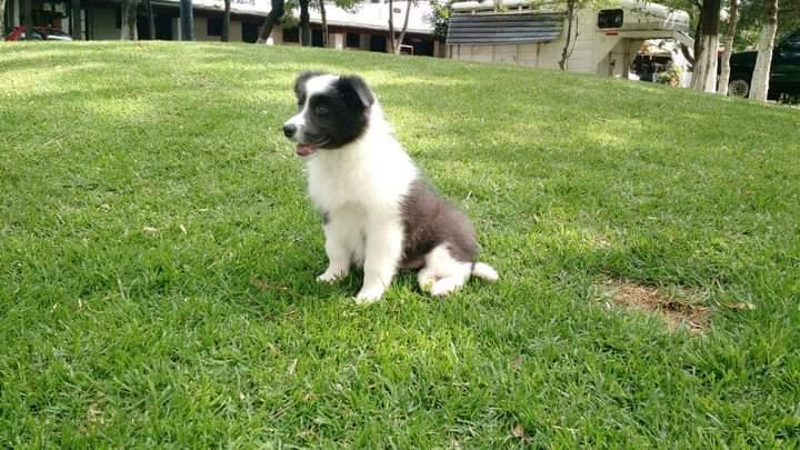 Seeker Alik (Gonzalez) | Border Collie 