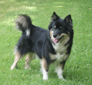 Surtsey's Oska Obba | Icelandic Sheepdog 