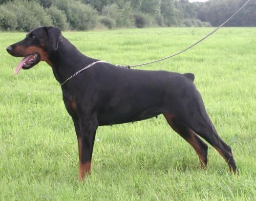 Escada v. Freyenter Wald | Black Doberman Pinscher