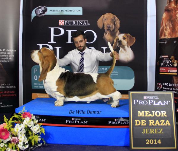 Bombay de Wila Damar | Basset Hound 