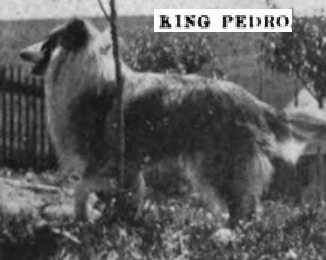 King Pedro (082942) | Rough Collie 