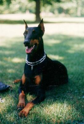 Dunia Allegro | Black Doberman Pinscher