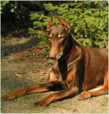 Abra Ekspresja | Brown Doberman Pinscher