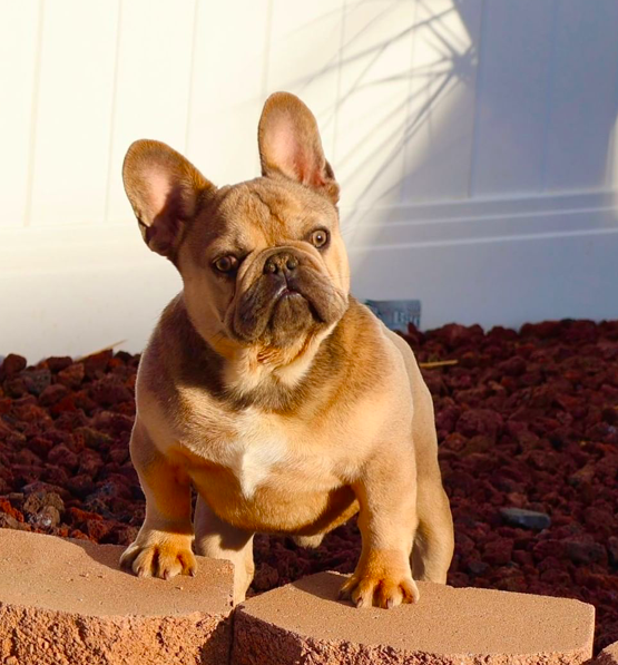 Roman Empire Shorty | French Bulldog 