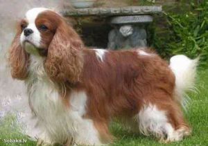 Maibee Montrose | Cavalier King Charles Spaniel 