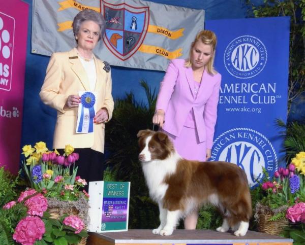 Bayshore charlie brown | Border Collie 