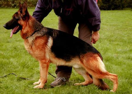 Zar vom Altenberger Land | German Shepherd Dog 