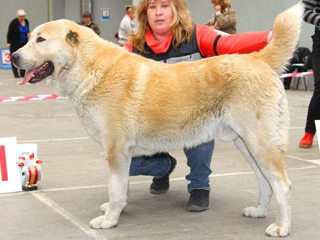 Sher giz ukiply | Central Asian Shepherd Dog 