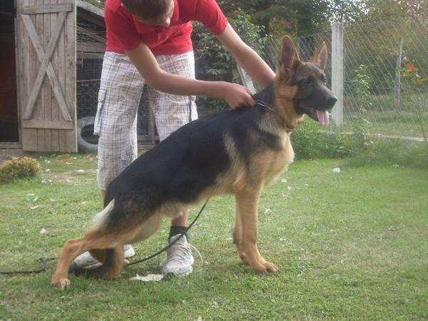 Umo Von Haus Blagojevic | German Shepherd Dog 