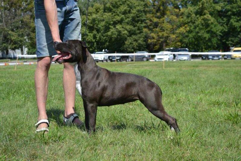 Follow Me S Almaznogo Ostrova | American Staffordshire Terrier 